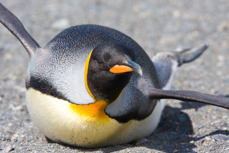 King Penguin